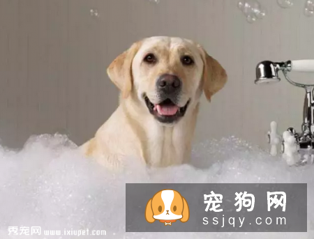 狗狗为什么刚洗好澡又有臭味了呢?