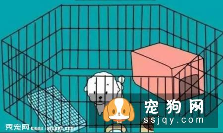 狗狗不会定点排便？那你应该这么训练