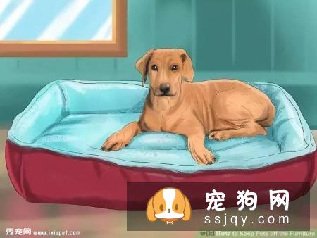 如何让宠物不祸害家具？