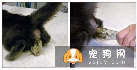 狗狗难产有什么表现，狗狗难产怎么办？