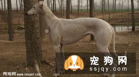 雪獒多少钱,好养吗?雪獒图片|价格|训练