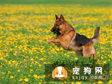如何顺利给狗狗喂药_宠物频道