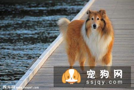 苏格兰牧羊犬的价格如何？