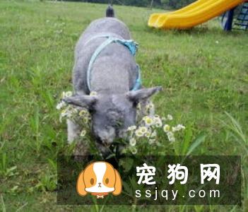 常识帖！宠物口腔知识