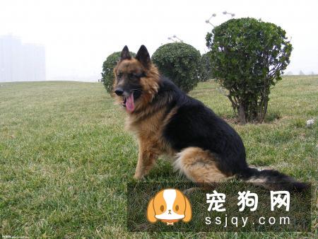 德国牧羊犬拉血的原因及治疗方法