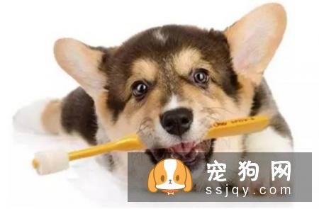 常识帖！宠物口腔知识