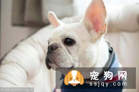 法国斗牛犬好养吗，多少钱一只_性格特点
