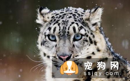 避免买到狗贩的“星期狗”这些地方要注意！