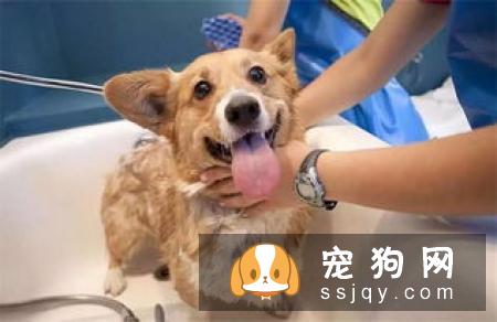 狗狗身上的跳蚤应该如何祛除