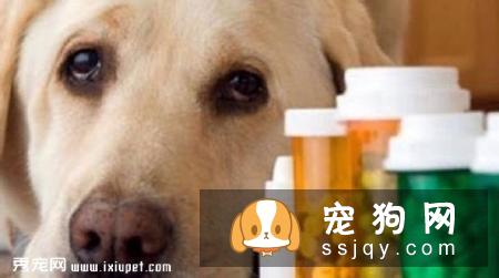 如何顺利给狗狗喂药_宠物频道