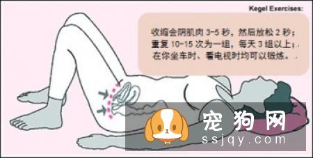 最基础又最实用的训练：狗定点排便