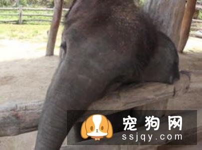 狗鼻子的湿与干 能证明狗狗的健康与否吗？