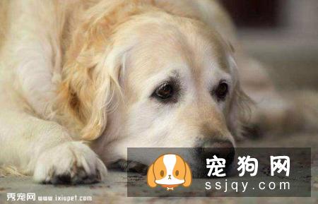 狗狗光喝水不吃东西怎么办？