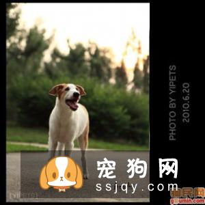 爱尔兰猎狼犬图片_爱尔兰猎狼犬多少钱