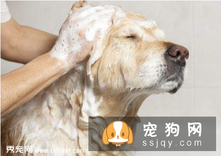春季给狗狗洗澡有哪些地方需要注意的？