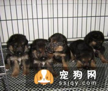 德国牧羊犬拉血的原因及治疗方法