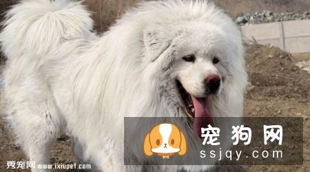 雪獒多少钱,好养吗?雪獒图片|价格|训练