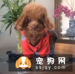 泰迪狗狗造型如何做? 泰迪狗狗造型教程!