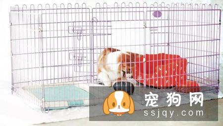 最基础又最实用的训练：狗定点排便