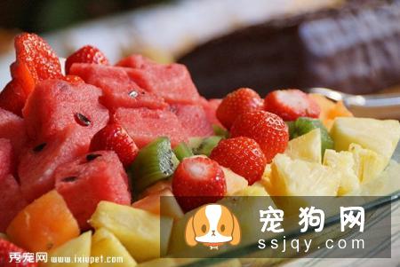 原来维生素对狗狗那么重要