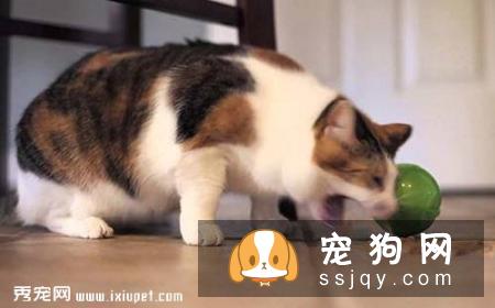 宠物不断抓挠嘴巴，当心食道卡异物