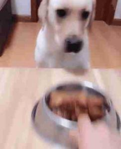 狗狗因为护食对主人很凶怎么办?