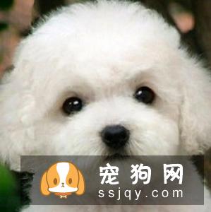 哪种宠物狗干净好养 第一名竟是它?