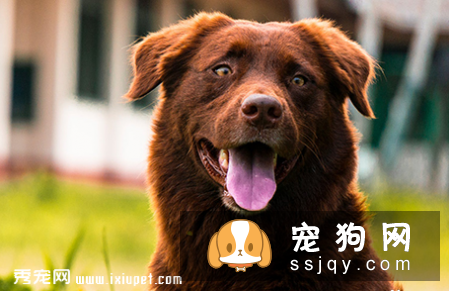 狗狗不出汗能散热吗？狗狗可以吹风扇散热吗？
