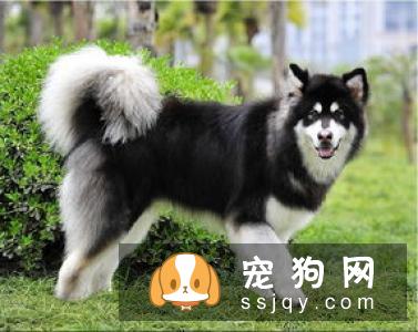 比特犬为什么不怕疼？