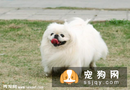 京巴狗的寿命有多长？需要注意哪些饲养禁忌？