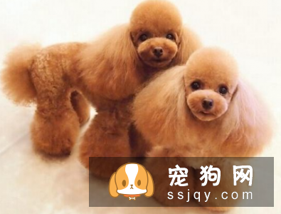 泰迪狗狗造型如何做? 泰迪狗狗造型教程!