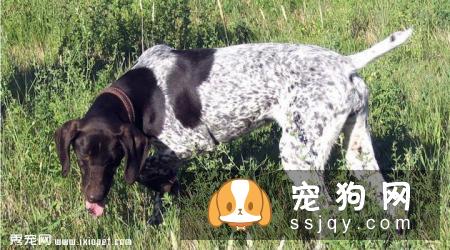 波音达猎犬怎么样_价格_图片