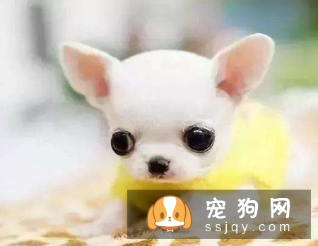 哪种宠物狗干净好养 第一名竟是它?