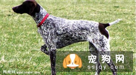 波音达猎犬怎么样_价格_图片