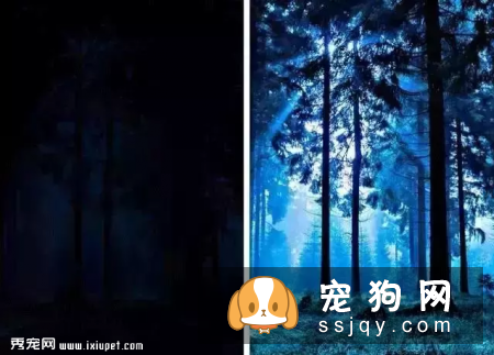 狗狗的视力好吗，狗狗眼里看到的世界是什么样的?