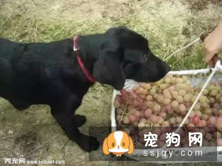 小小的葡萄、大大的伤害，千万不能给狗狗吃！