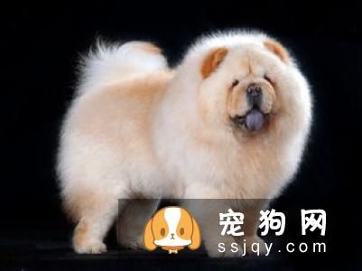 松狮犬怎么进行毛发梳理？