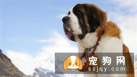有一只圣伯纳犬守护应该是这个世界上最幸福的事情了