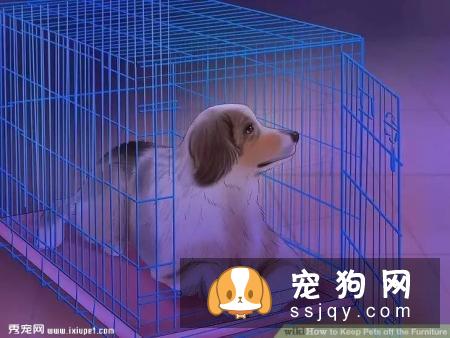 如何让宠物不祸害家具？