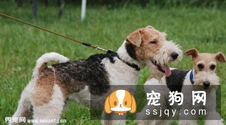 刚毛猎狐梗好养吗_如何训练|图片