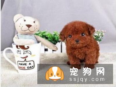 狗狗生性好动贪玩,狗狗主人们空闲之余,陪爱犬同乐未必不是最幸福的事