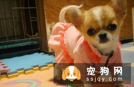 犬瘟热潜伏期症状_犬瘟热潜伏期多久