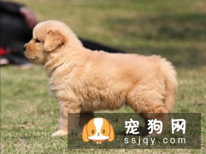 金毛和拉布拉多哪种适合家养？