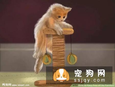 如何让宠物不祸害家具？