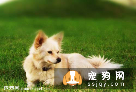 芬兰狐狸犬的介绍以及正确挑选办法