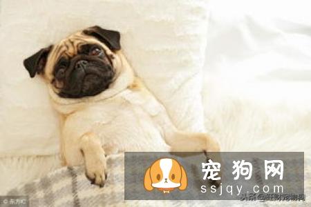 怎么训练狗狗装死的行为？