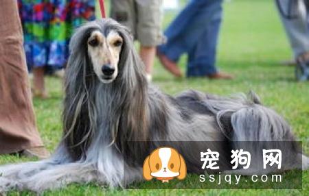 西班牙猎犬的外形特征,好养吗_怎么饲养？