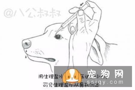 狗狗是如何感染犬瘟的，犬瘟晚期能注射单抗治疗吗?
