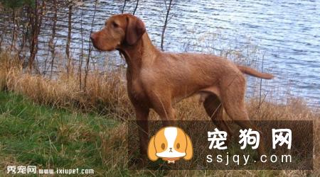 粗毛意大利猎犬好养吗_怎么饲养？