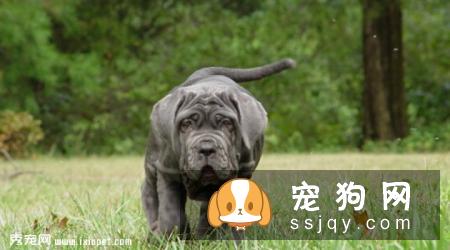 意大利扭玻利顿犬的缺点及外形特征_训练_价格